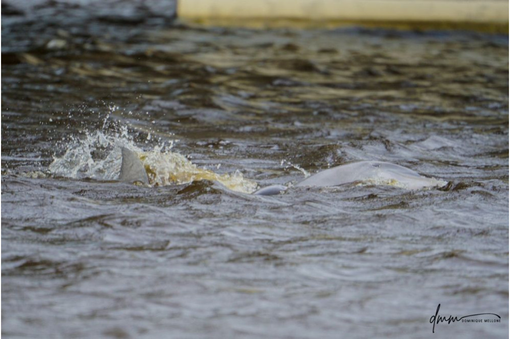 Bottlenose Dolphin- Head 40