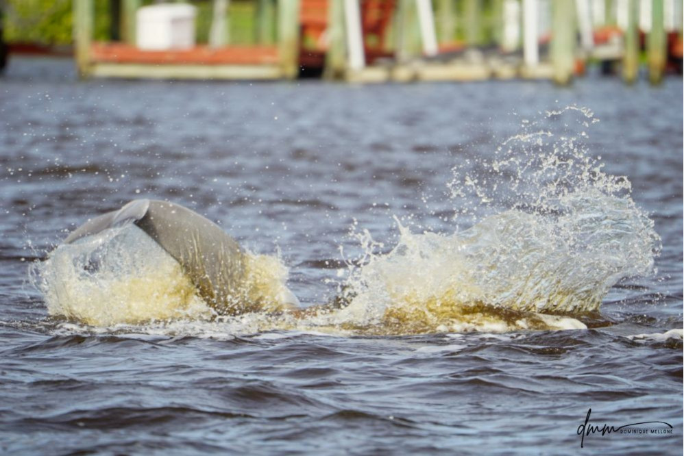 Bottlenose Dolphin- Fluke Splash 2