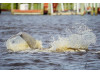 Bottlenose Dolphin- Fluke Splash 2
