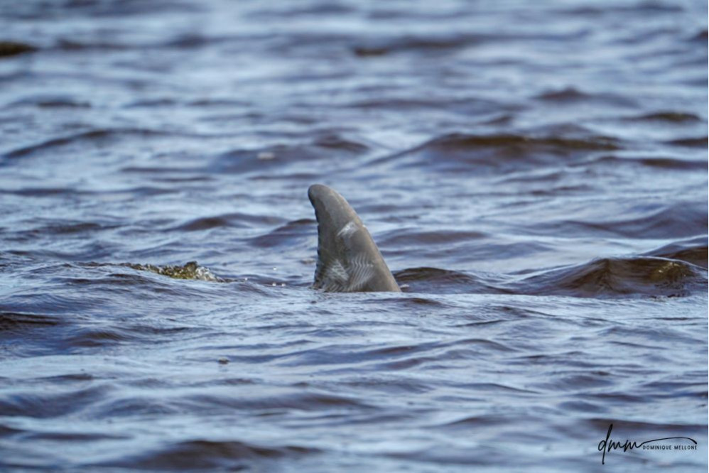 Bottlenose Dolphin- Dorsal Fin 6