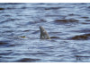 Bottlenose Dolphin- Dorsal Fin 6