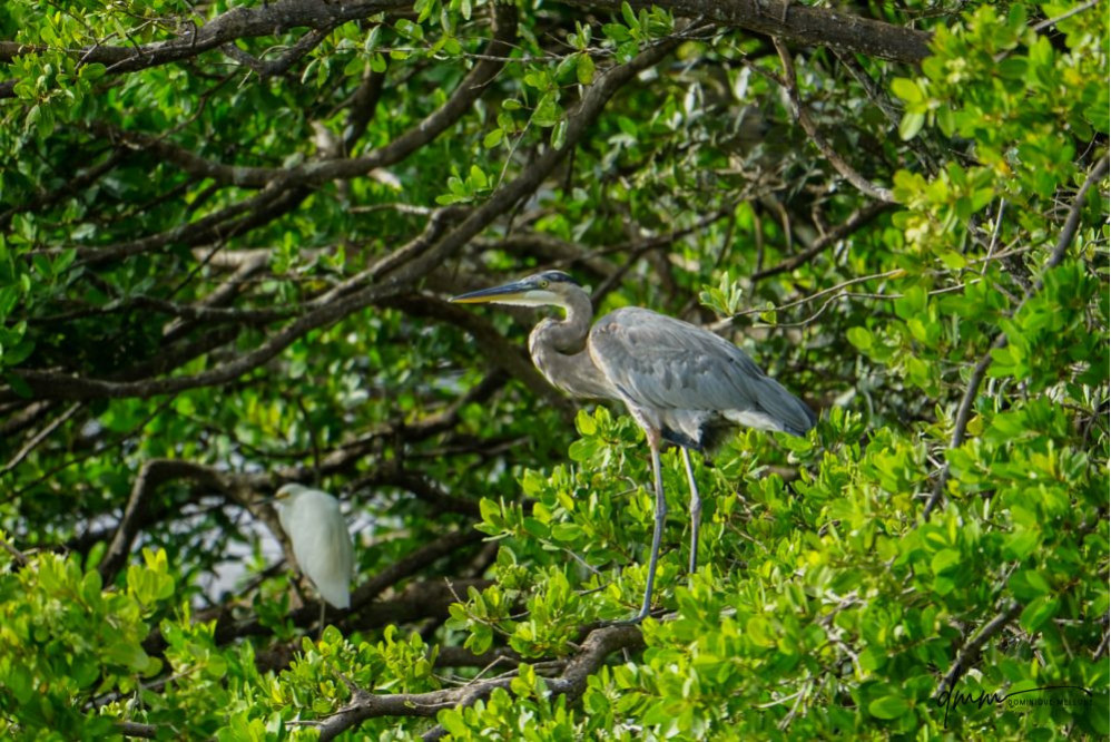 Great Blue Heron- In Tree 1