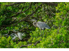Great Blue Heron- In Tree 1
