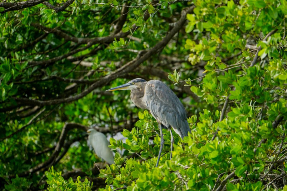 Great Blue Heron- In Tree 2