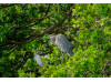 Great Blue Heron- In Tree 2