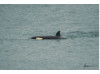 Orca 1