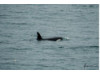 Orca 2