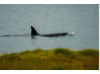 Orca 4