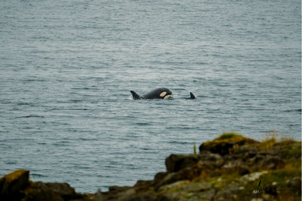 Orca- Juvenile