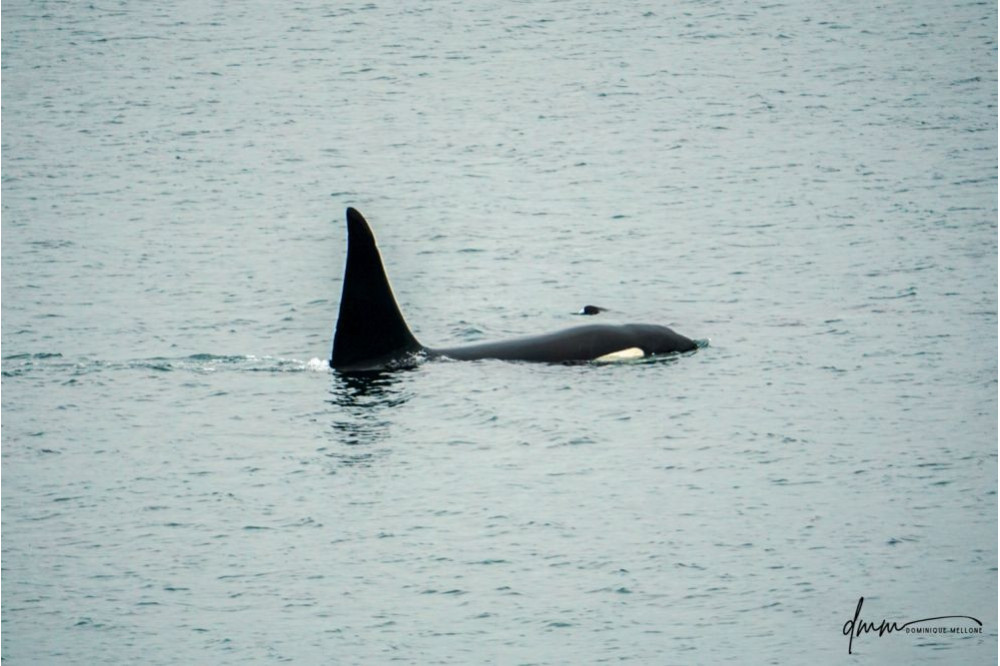Orca- Male 1