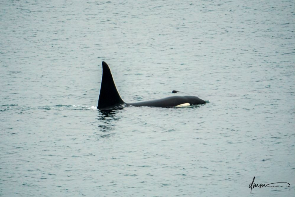 Orca- Male 1