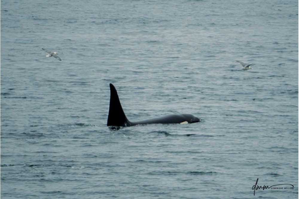 Orca- Male 2