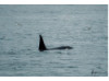 Orca- Male 2