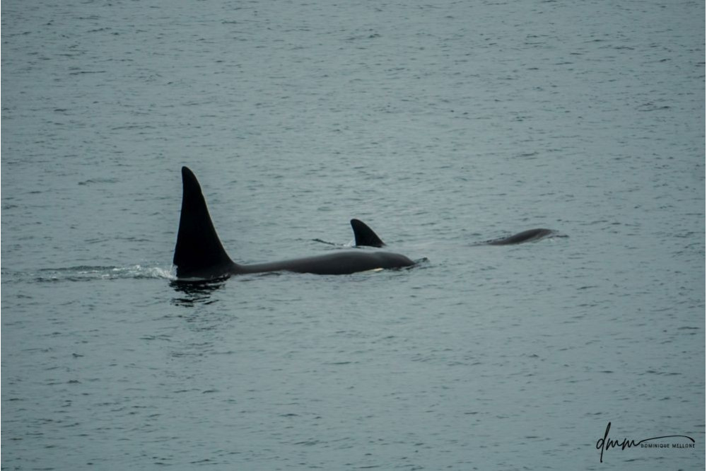 Orca- Pair 1