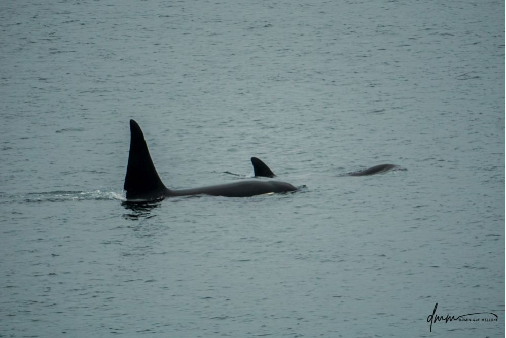 Orca- Pair 1