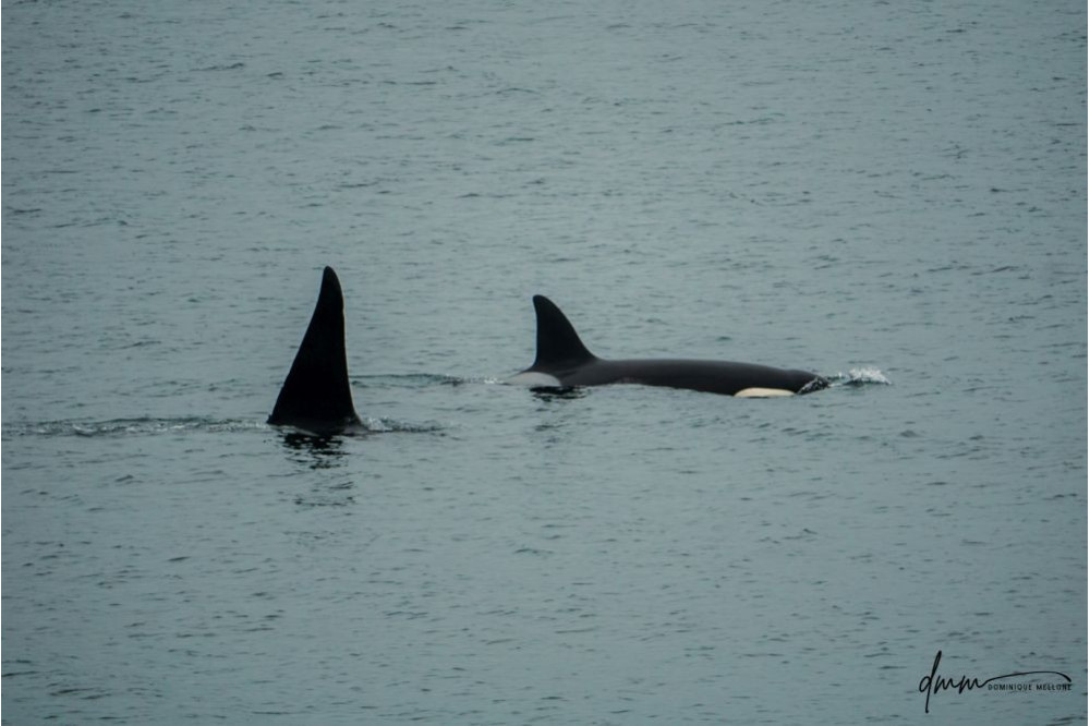 Orca- Pair 2