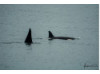 Orca- Pair 2