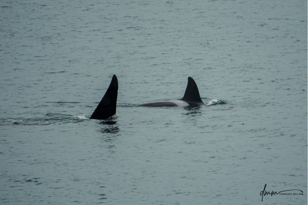 Orca- Pair 3