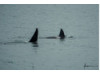 Orca- Pair 3