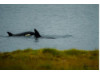 Orca- Pair 5