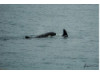 Orca- Pair 6