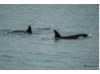 Orca- Pair 7