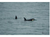 Orca- Pair 8