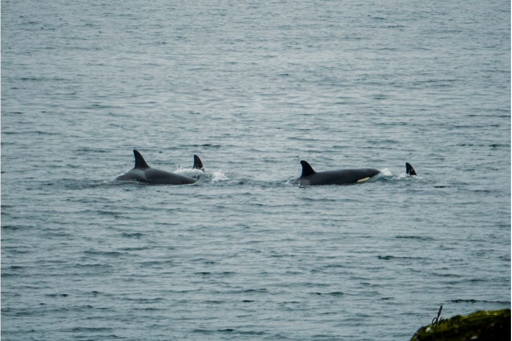 Orca- Pod 2
