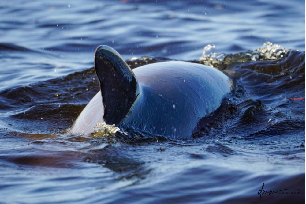 Bottlenose Dolphin 27