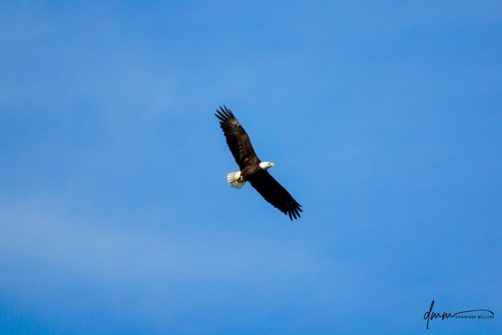 Bald Eagle- Flying 4
