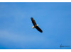 Bald Eagle- Flying 4
