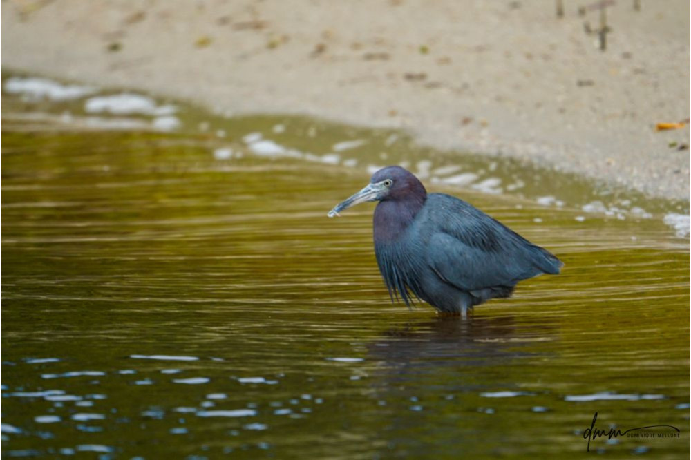 Little Blue Heron 1