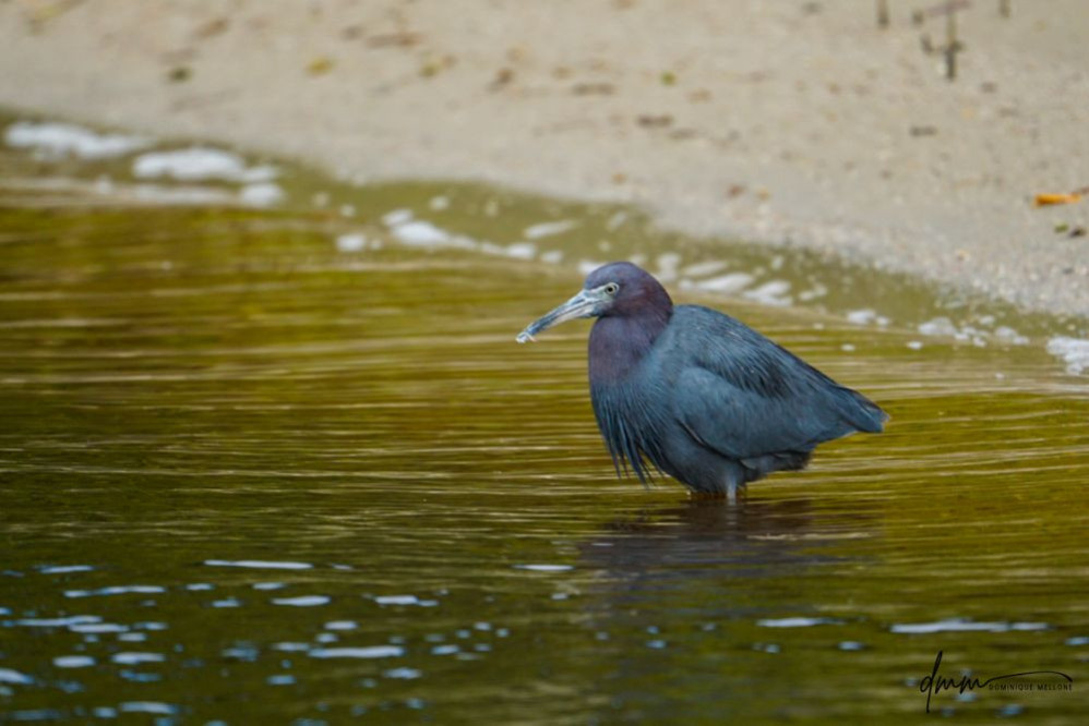 Little Blue Heron 1