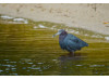 Little Blue Heron 1
