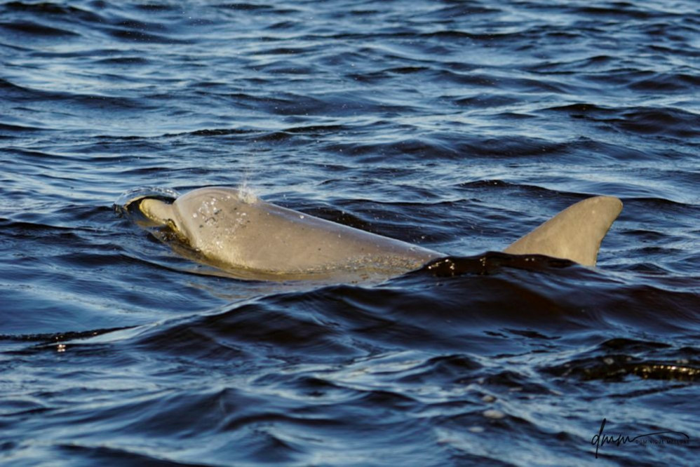 Bottlenose Dolphin- Blow 13