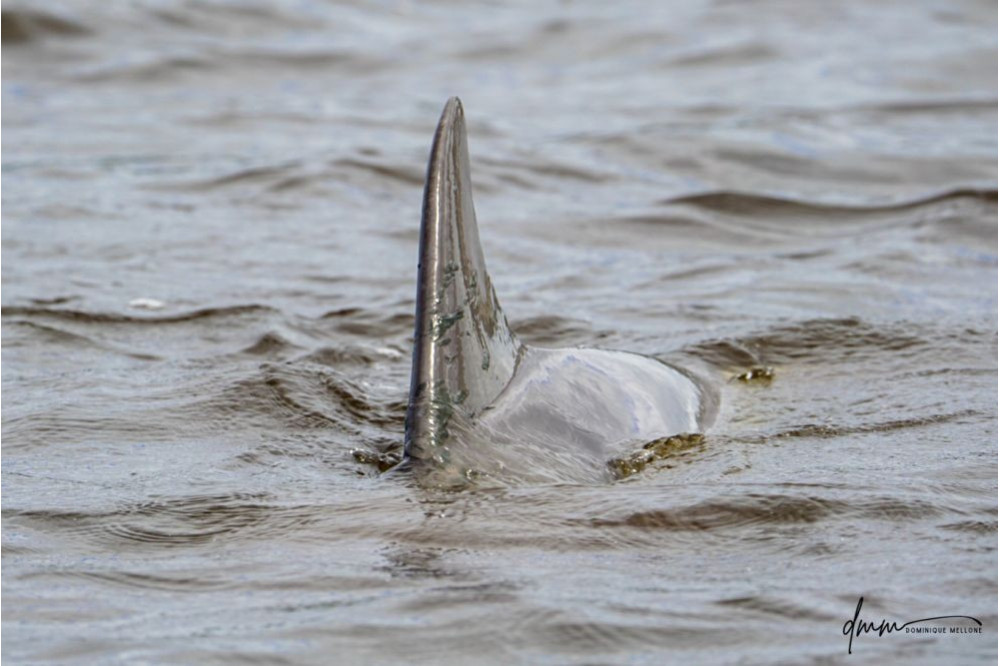 Bottlenose Dolphin- Dorsal Fin 7