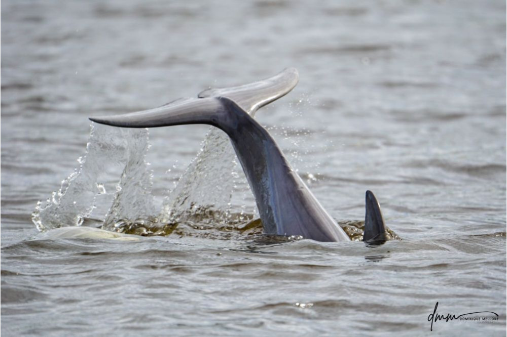 Bottlenose Dolphin- Flukes 12