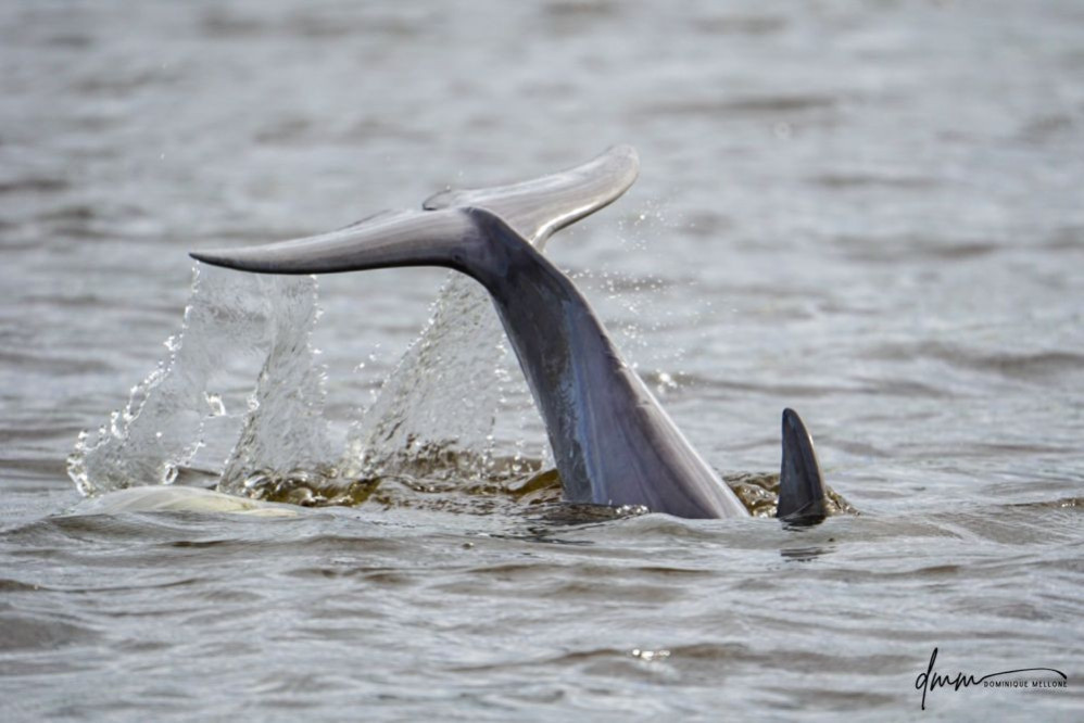 Bottlenose Dolphin- Flukes 12