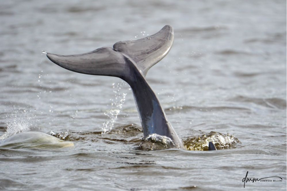 Bottlenose Dolphin- Flukes 13