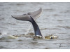 Bottlenose Dolphin- Flukes 13