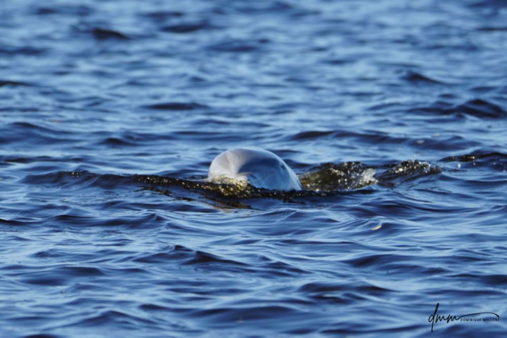 Bottlenose Dolphin- Head 41