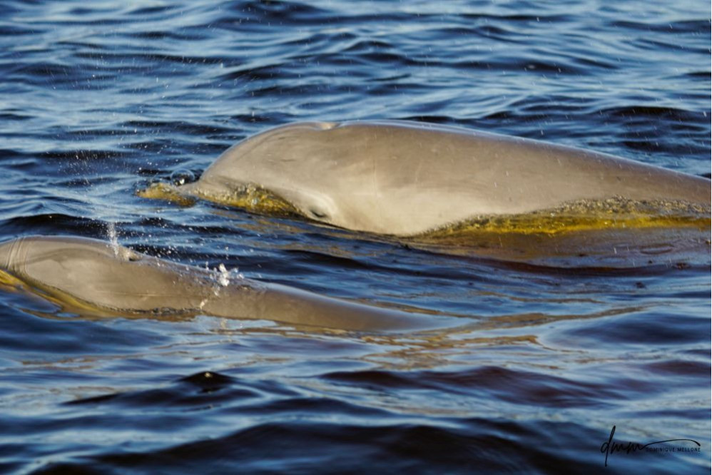 Bottlenose Dolphin- Pair 11