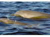 Bottlenose Dolphin- Pair 11