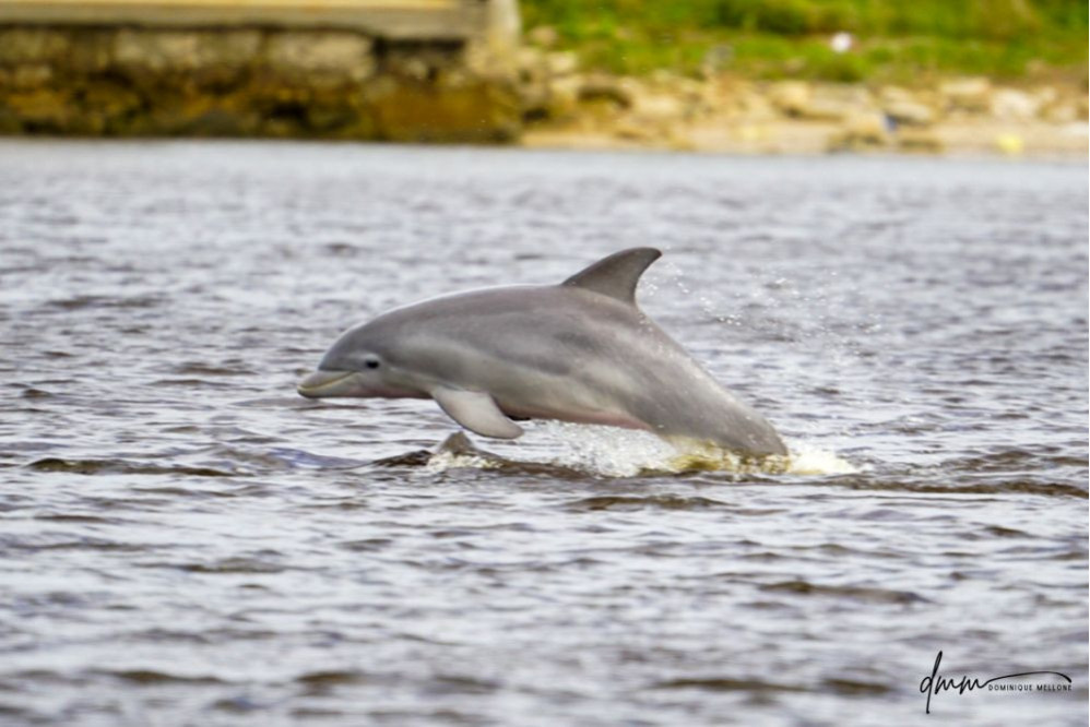 Bottlenose Dolphin- Breaching 19