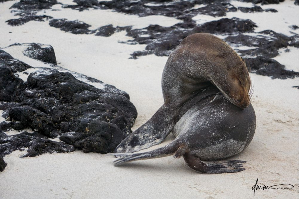 Galápagos Sea Lion 1