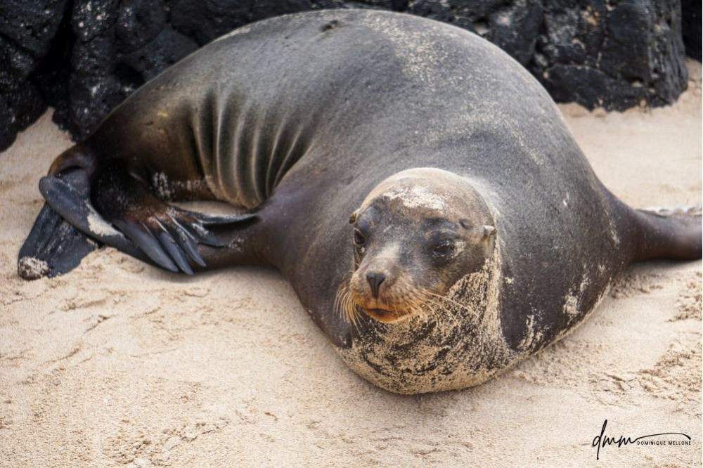 Galápagos Sea Lion 10