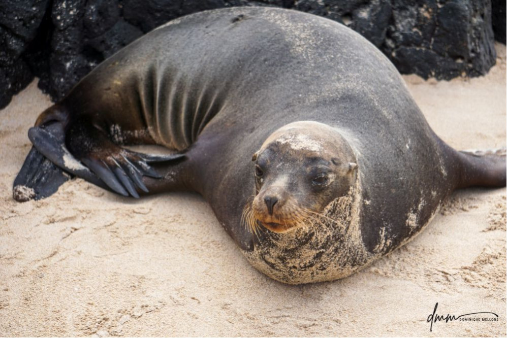 Galápagos Sea Lion 10