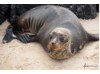 Galápagos Sea Lion 10