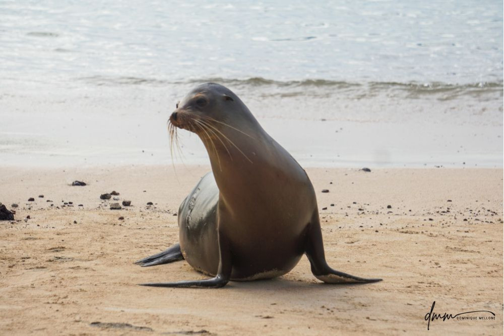 Galápagos Sea Lion 11