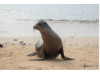 Galápagos Sea Lion 11